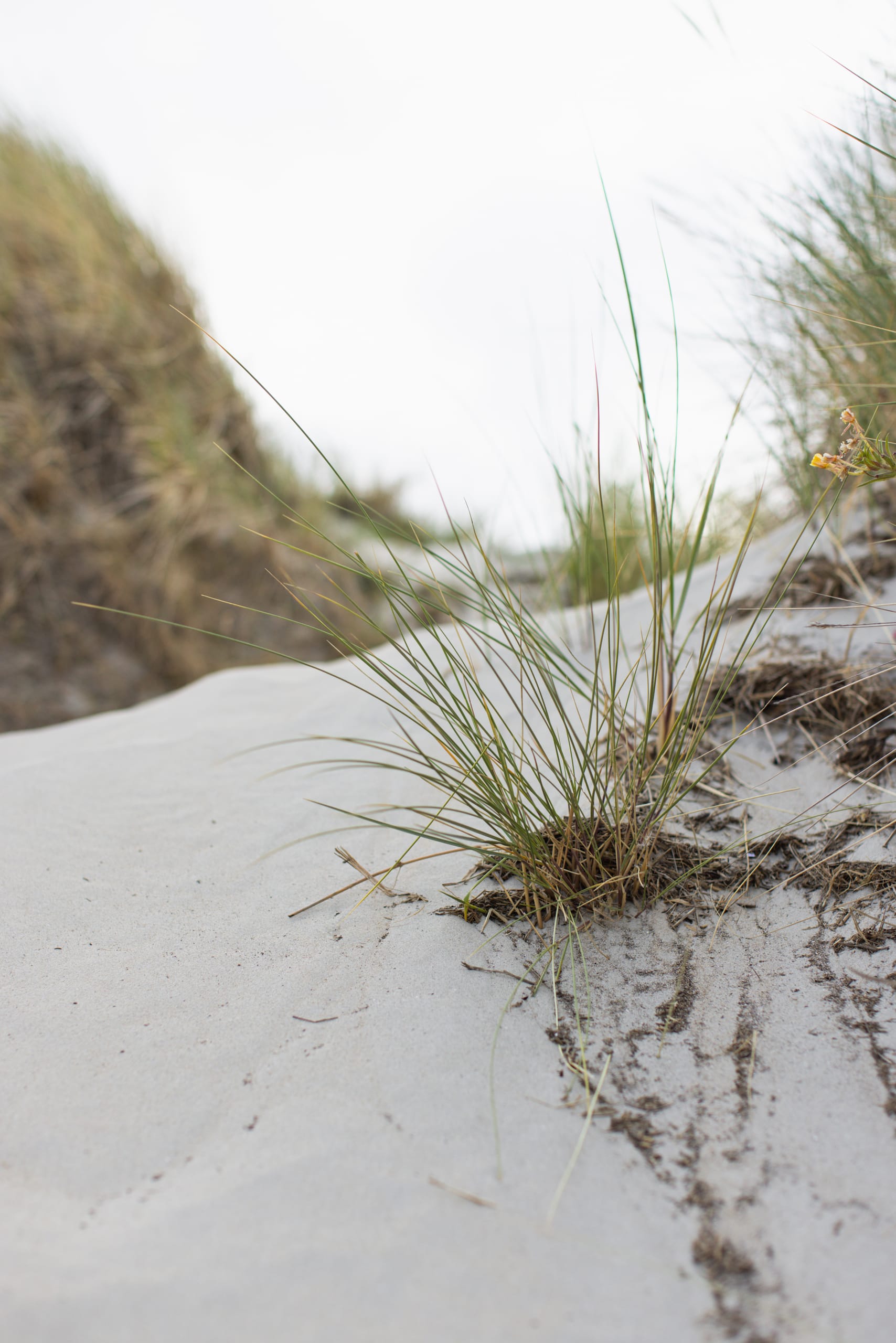Ameland, Ameland