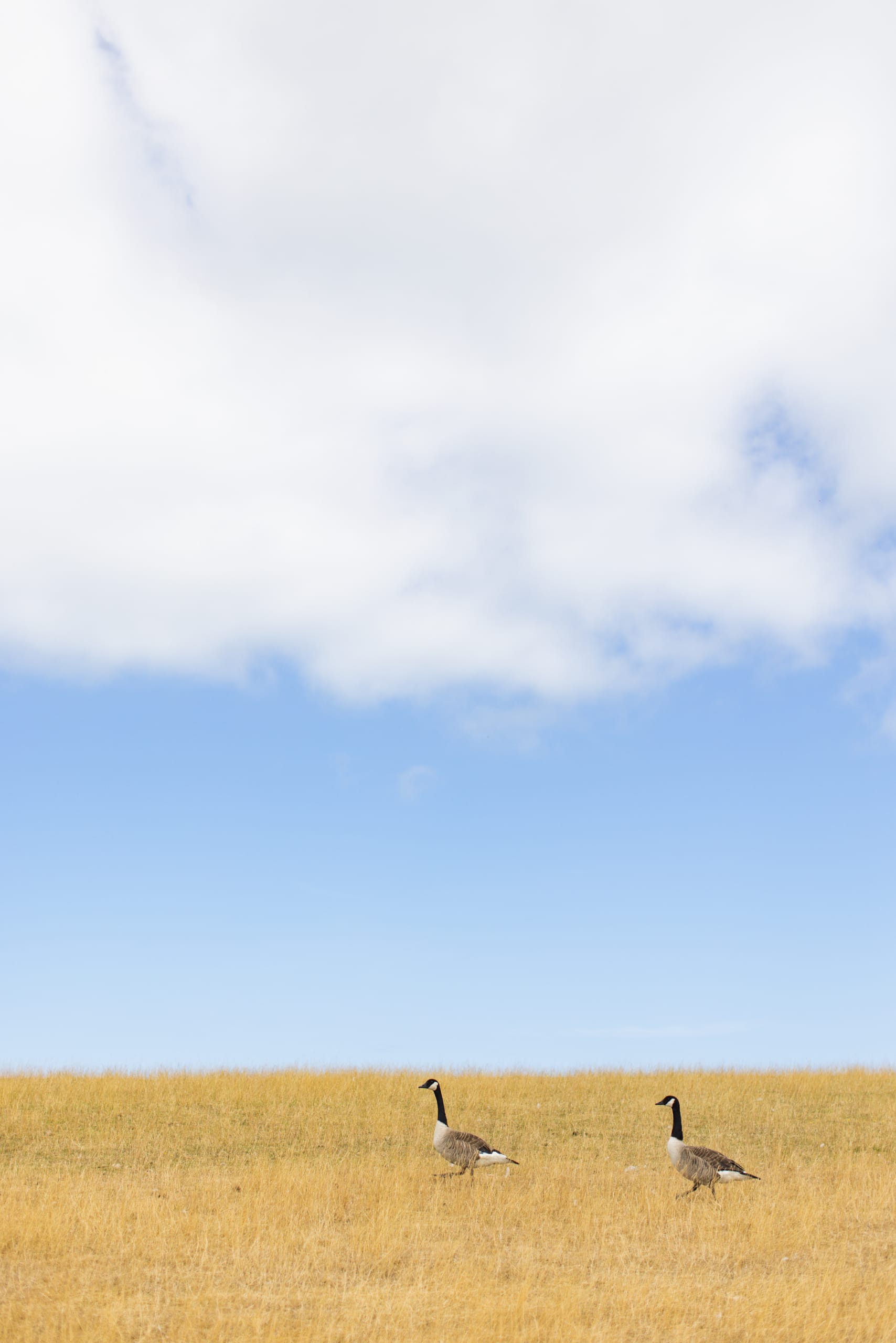 Ameland, Ameland