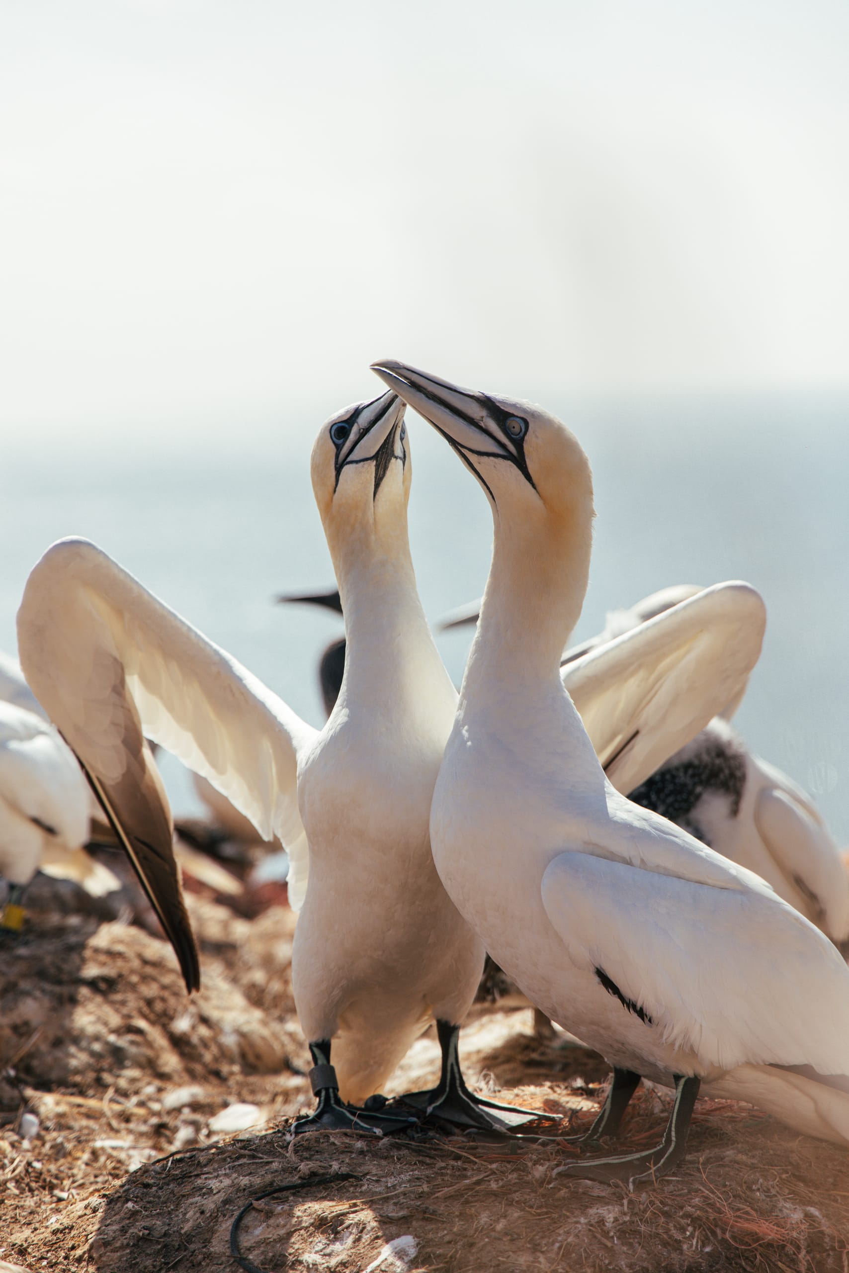 Cuxhaven, Cuxhaven