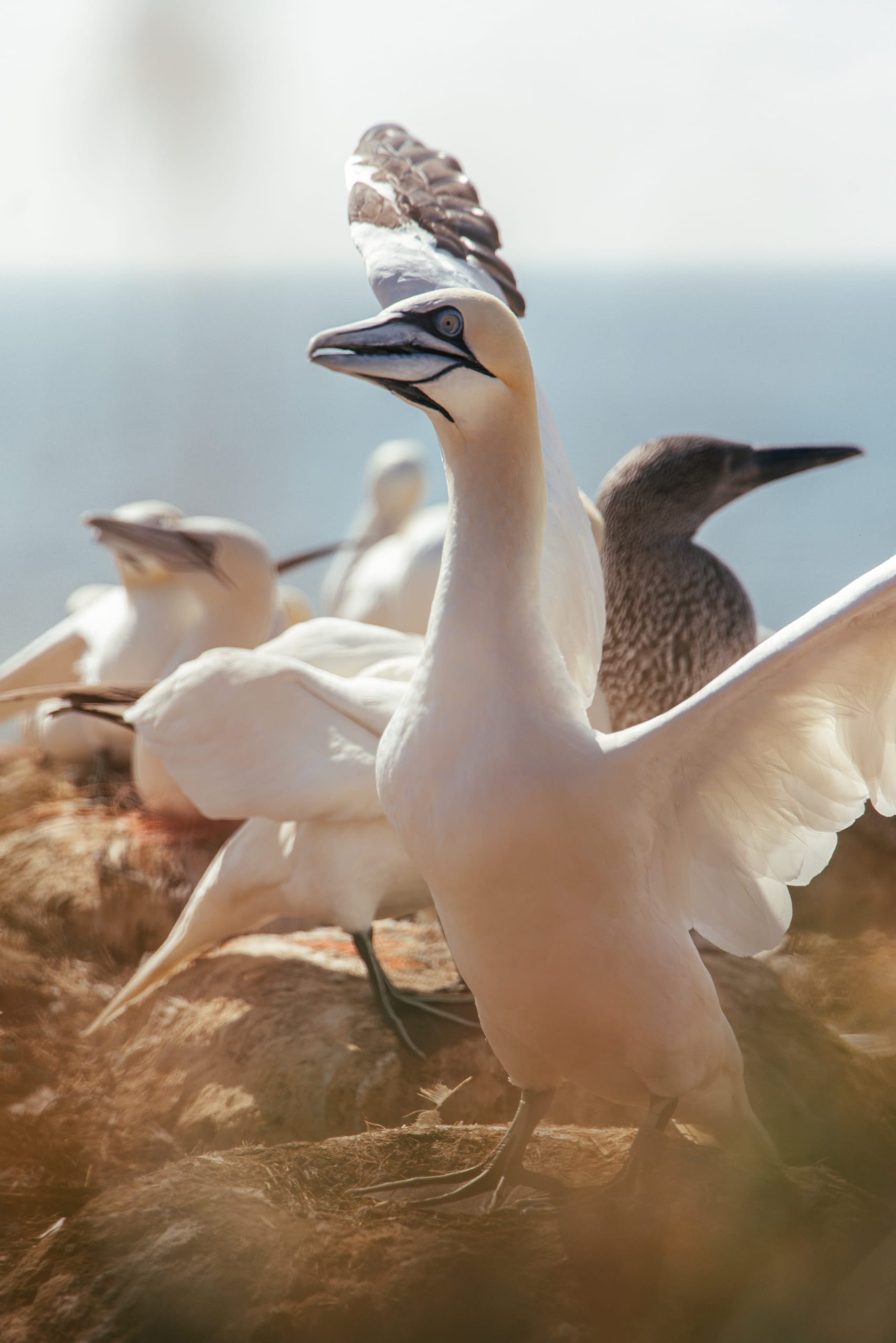 Cuxhaven, Cuxhaven